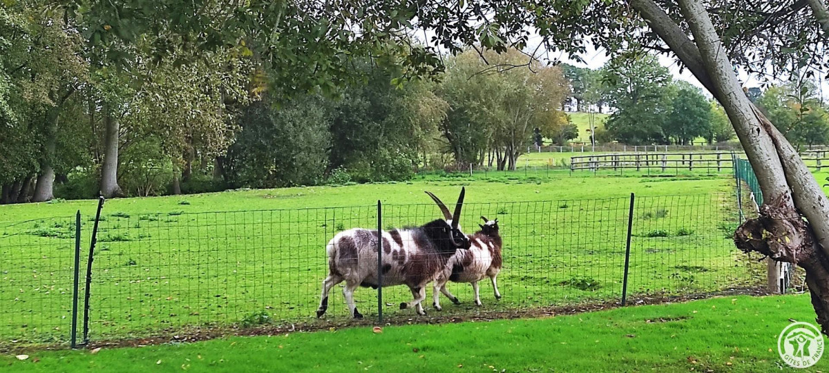 Les boucs du domaine — nature et famille